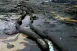 Oil-Based Absorbent Boom